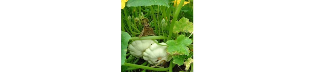 Pattypan squash