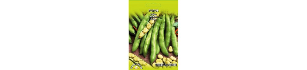 Broad Bean