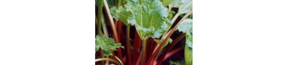 Rhubarb