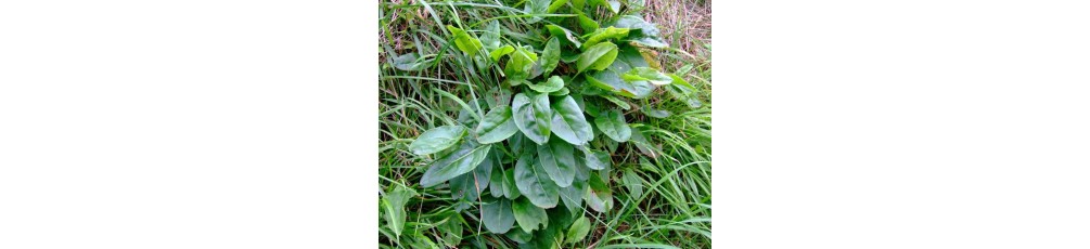 Garden sorrel