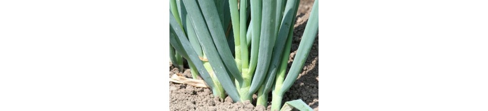 Welsh onion