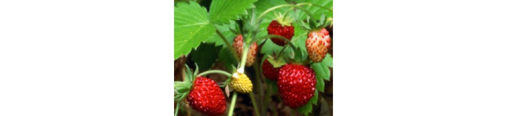 Erdbeeren