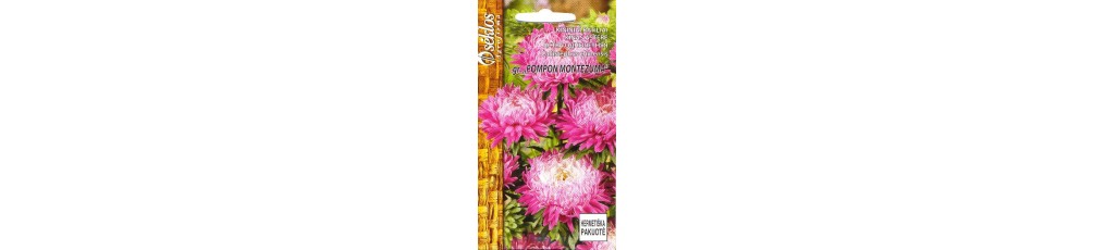 China Aster