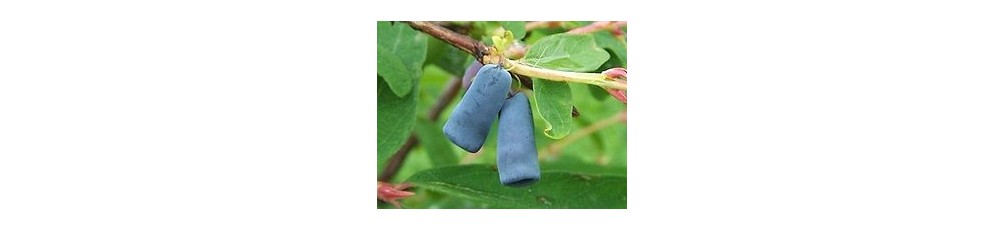 Blue honeysuckle