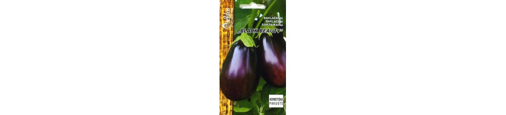 Aubergine