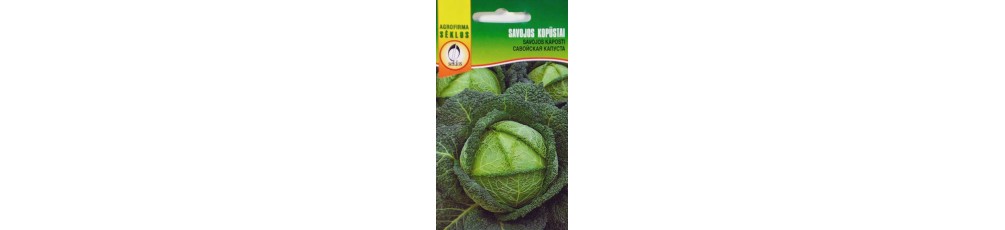 Savoy cabbage